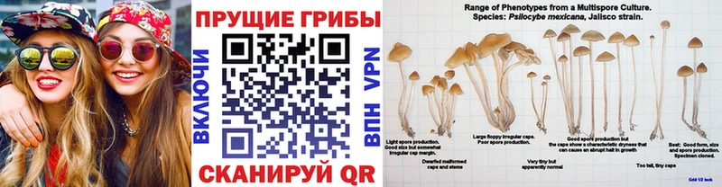 Псилоцибиновые грибы GOLDEN TEACHER  где купить наркоту  Барнаул 